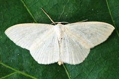 Scopula floslactata