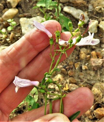 Image of Penstemon laxiflorus by (c) Annika Lindqvist, some rights reserved (CC BY)