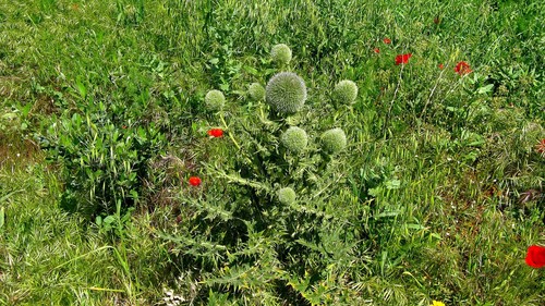 Echinops fontqueri image