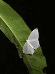 Stesichora quadripunctata