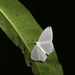 Stesichora quadripunctata - Photo (c) Shae Nechwatal, algunos derechos reservados (CC BY-NC), subido por Shae Nechwatal