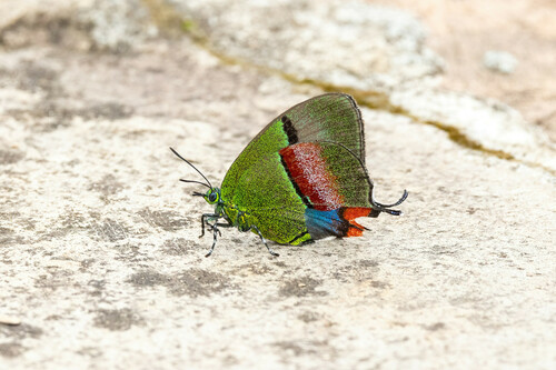 Felix's Hairstreak