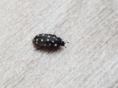 Paranovelsis punctatus