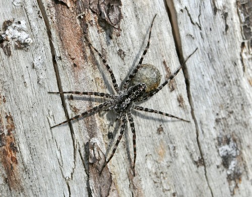 Acantholycosa lignaria