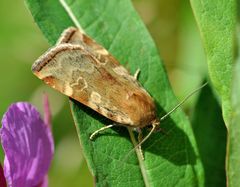 Cryptocala chardinyi