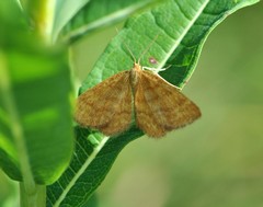 Idaea serpentata