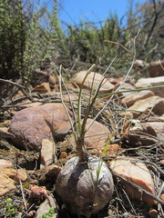 Ornithogalum juncifolium