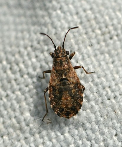 Žilinė Dirvablakė nuotrauka