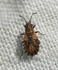 Nithecus jacobaeae