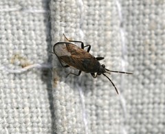 Peritrechus geniculatus