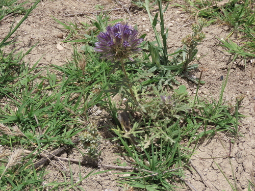 Image of Echinops strigosus by (c) Juan C. Espinosa, some rights reserved (CC BY)