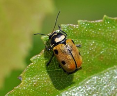 Cryptocephalus distinguendus