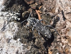 Xylotrechus rusticus