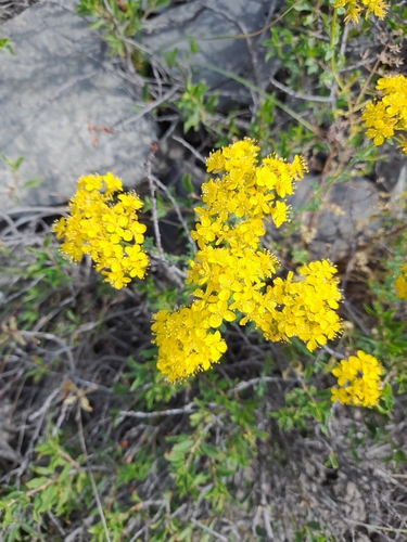 Image of Hypericum scabrum by (c) Yeskendir Satekov, some rights reserved (CC BY)