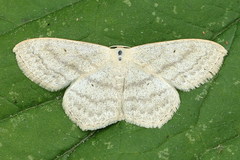 Scopula nigropunctata