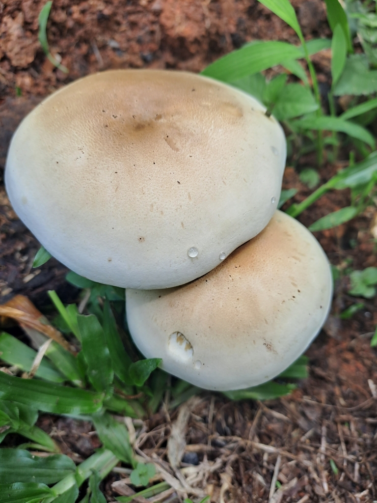 Macrocybe titans · June 2023 · photo: © keesgroenendijk (iNaturalist, cc-by)