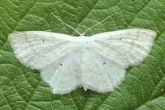 Scopula nigropunctata