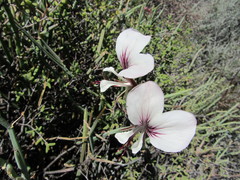 Pelargonium tetragonum