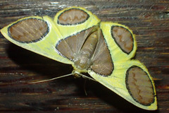 Plutodes