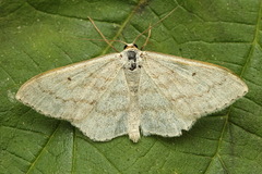 Scopula incanata