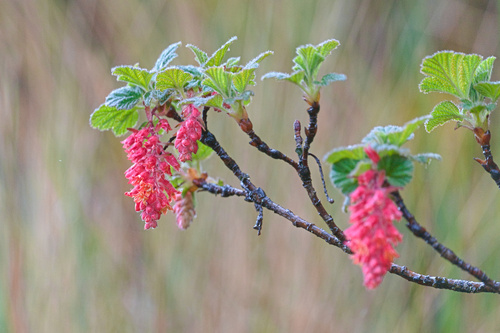 Ribes hirtum (Ribes hirtum)