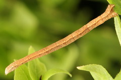 Scopula nigropunctata