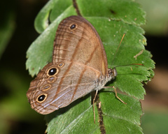 Amiga arnaca
