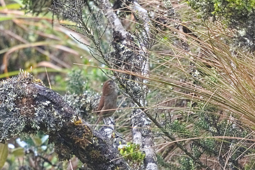 White-chinned Thistletail (Asthenes fuliginosa), photo 10