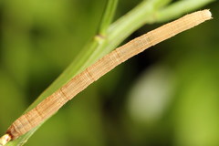 Scopula nigropunctata