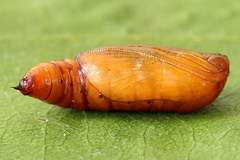 Scopula nigropunctata