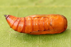 Scopula nigropunctata