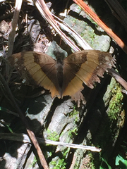 Yoma sabina