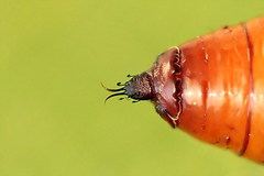 Scopula nigropunctata