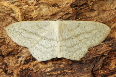 Scopula nigropunctata
