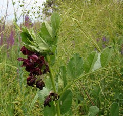 Vicia serratifolia