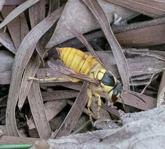 Vespa bicolor
