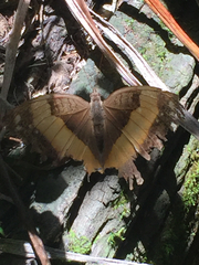 Yoma sabina
