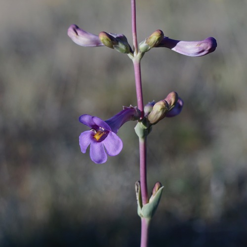 Image of Penstemon fendleri by (c) Andrew Tree, some rights reserved (CC BY)