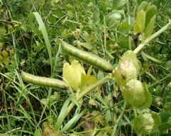 Vicia serratifolia
