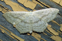 Scopula nigropunctata