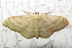 Scopula nigropunctata