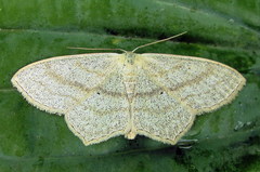 Scopula nigropunctata