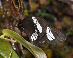 Parides erithalion