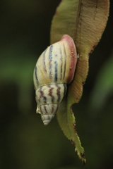 Drymaeus aequatorianus