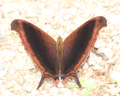 Marpesia zerynthia