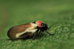 Sphenorhina quadrifera