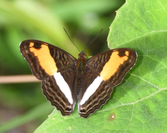Adelpha cocala