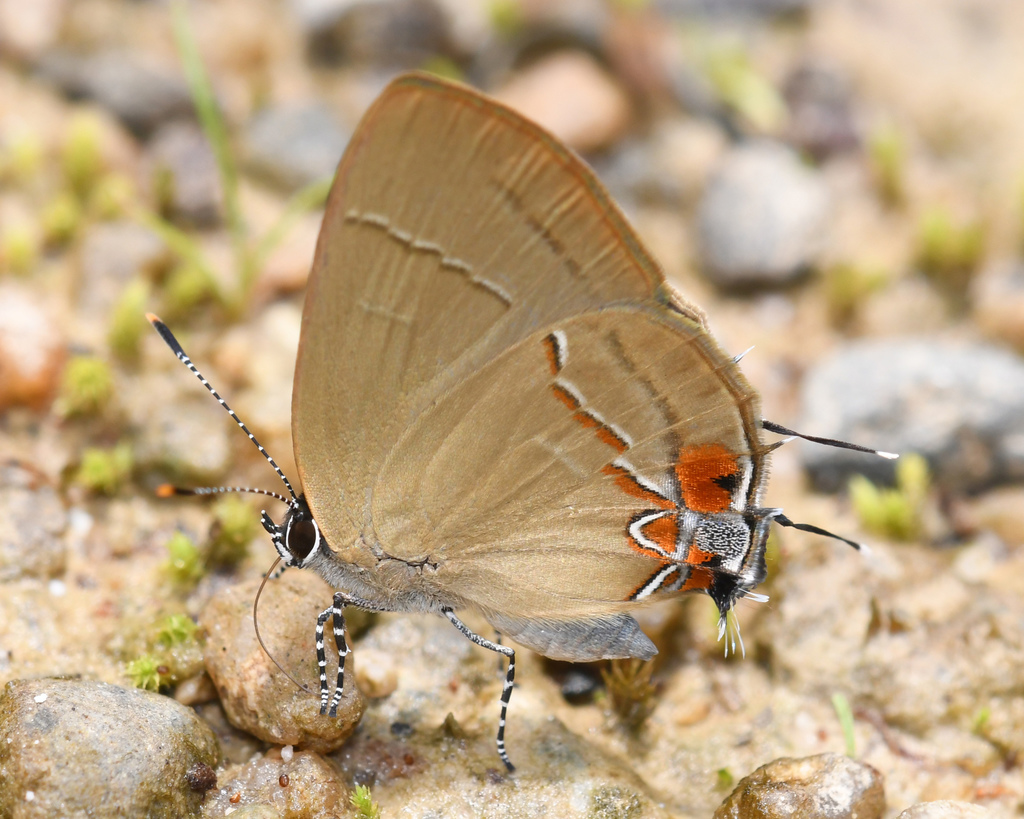 Calycopis mimas