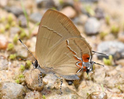 Calycopis mimas