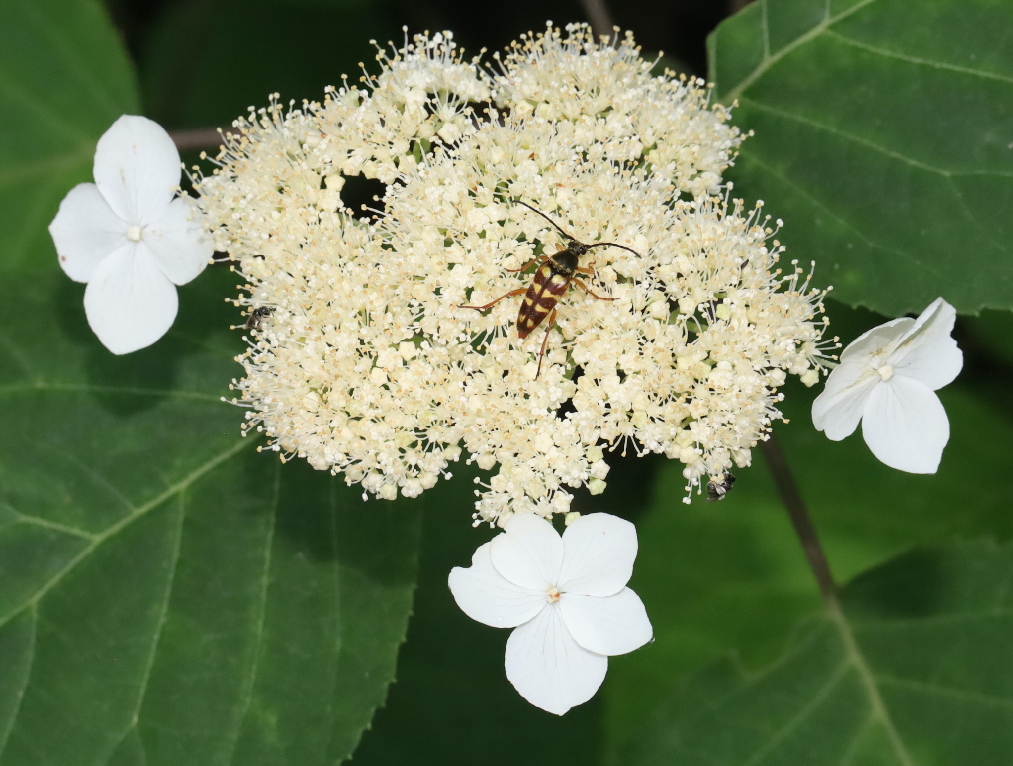 Hydrangea cinerea